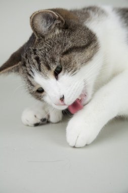 arka plan üzerinde kedi