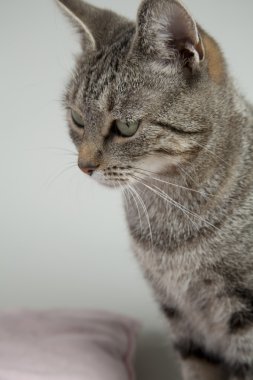 arka plan üzerinde kedi