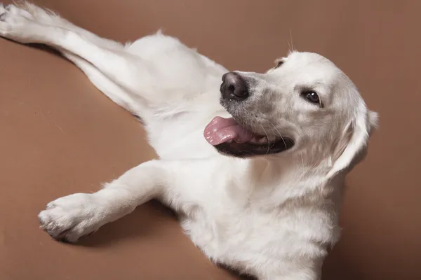 Perro perdiguero de oro — Foto de Stock