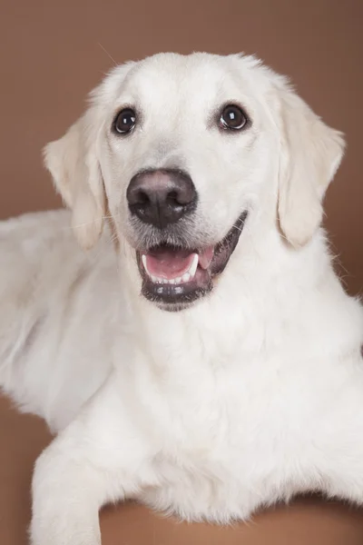 Perro perdiguero de oro — Foto de Stock