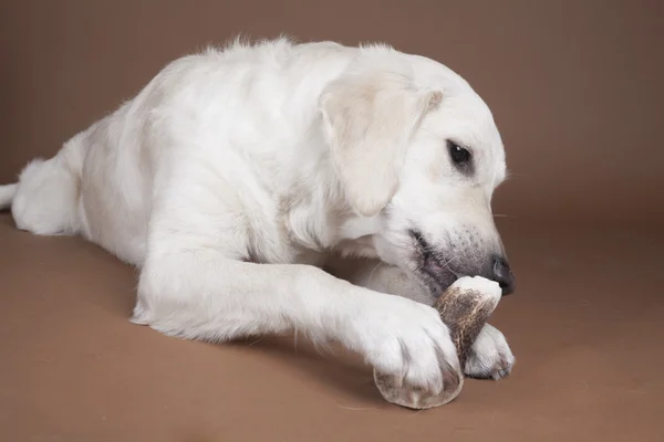 Perro perdiguero de oro — Foto de Stock