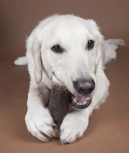 Perro perdiguero de oro — Foto de Stock