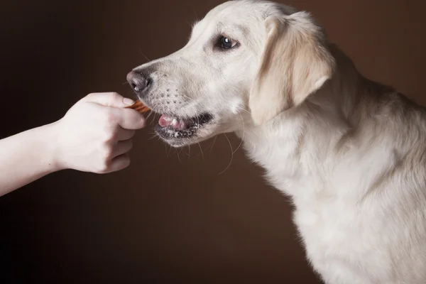 Perro perdiguero de oro — Foto de Stock