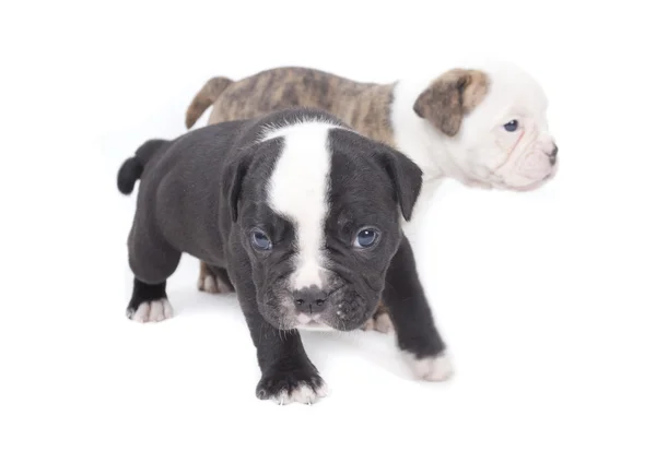 Cachorro buldogue — Fotografia de Stock