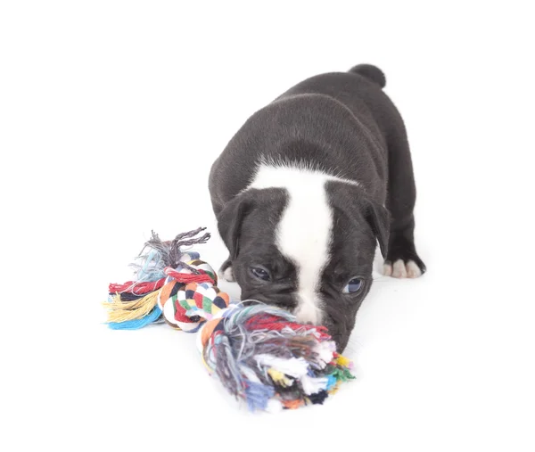 Cachorro buldogue — Fotografia de Stock