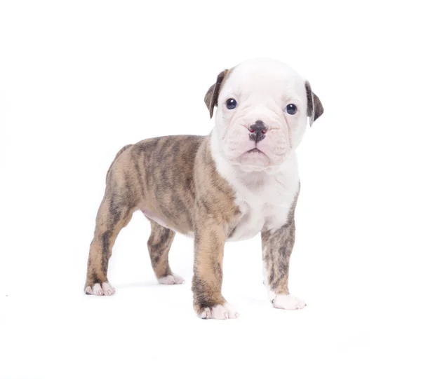 Bulldog pup — Stock Photo, Image