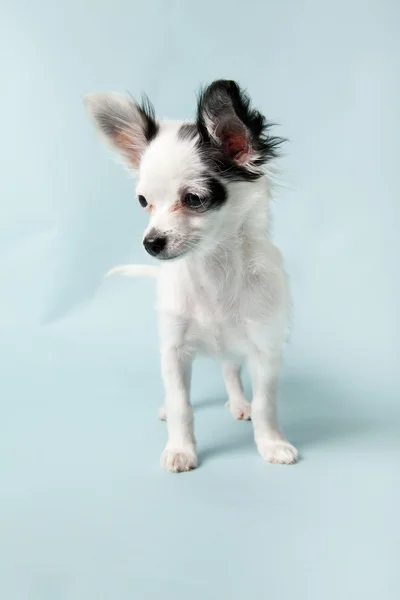 Chihuahua — Stock Photo, Image