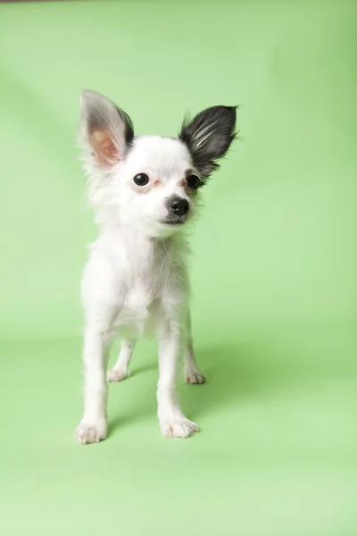 Chihuahua — Stockfoto