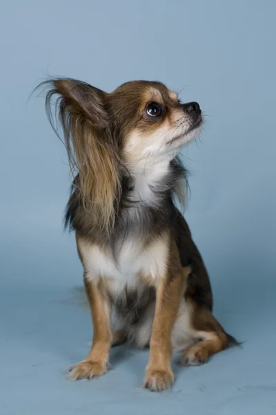 Chihuahua — Stockfoto