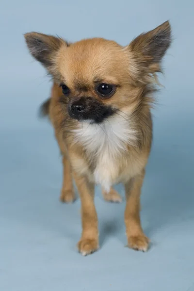 Chihuahua — Stock Photo, Image