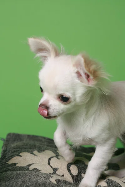 Chihuahua pup — Stock Photo, Image