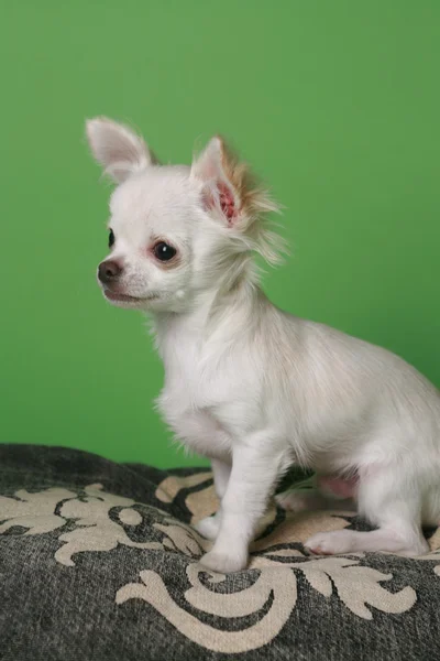 Chihuahua pup — Stock Photo, Image