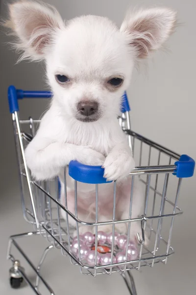 Cachorro chihuahua — Fotografia de Stock