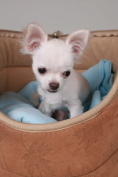 Cachorro chihuahua — Fotografia de Stock