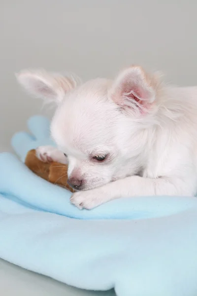 チワワ子犬 — ストック写真