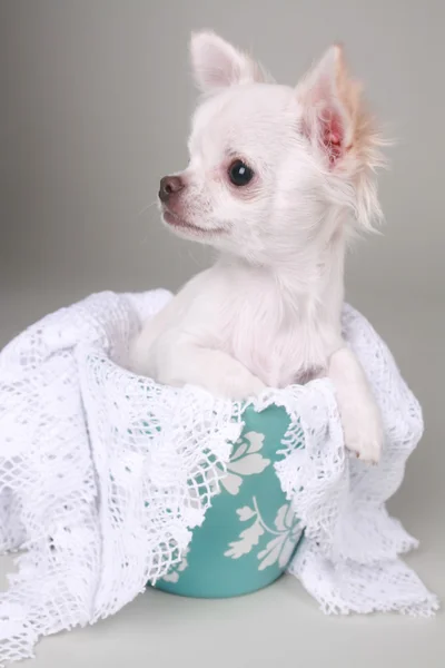 Szczeniak Chihuahua Obraz Stockowy