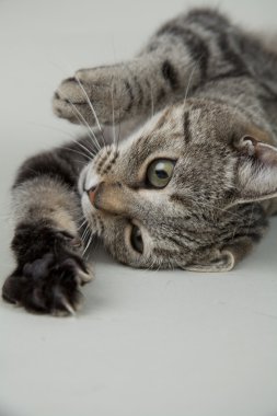 arka plan üzerinde kedi