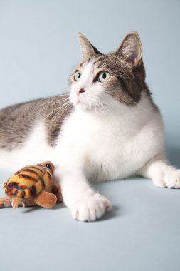 arka plan üzerinde kedi
