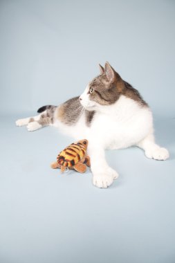 arka plan üzerinde kedi