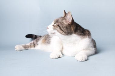 arka plan üzerinde kedi