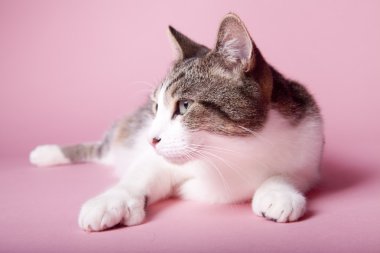 arka plan üzerinde kedi