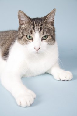 arka plan üzerinde kedi