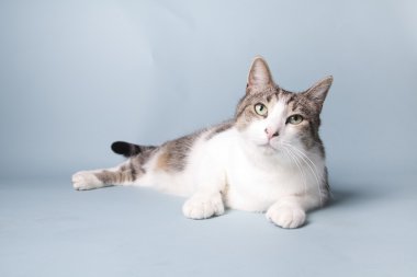 arka plan üzerinde kedi