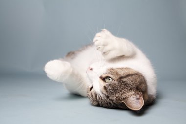 arka plan üzerinde kedi