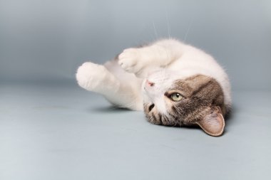 arka plan üzerinde kedi