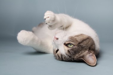 arka plan üzerinde kedi