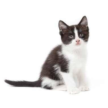 Yavru kedi