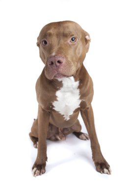 Pitbull