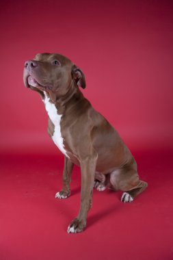 Pitbull
