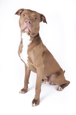 Pitbull