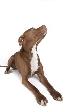Pitbull