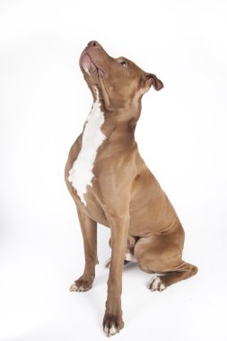 Pitbull