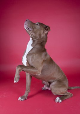 Pitbull