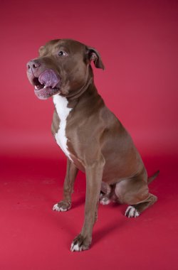 Pitbull