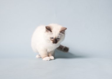 Ragdoll