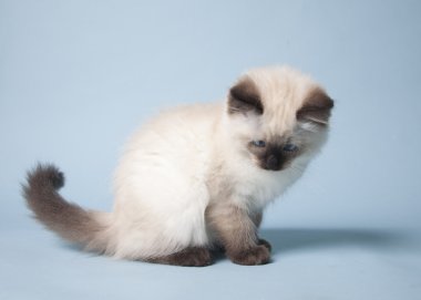 Ragdoll