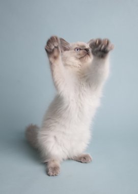 Ragdoll
