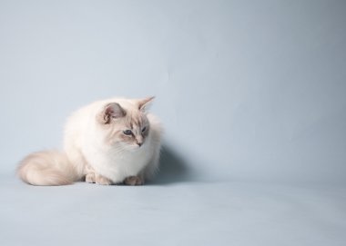 Ragdoll