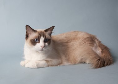 Ragdoll