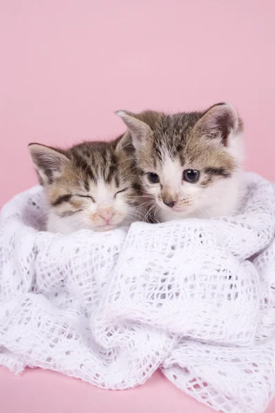 Kitten — Stock Photo, Image