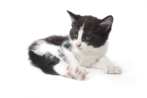 Kitten — Stock Photo, Image