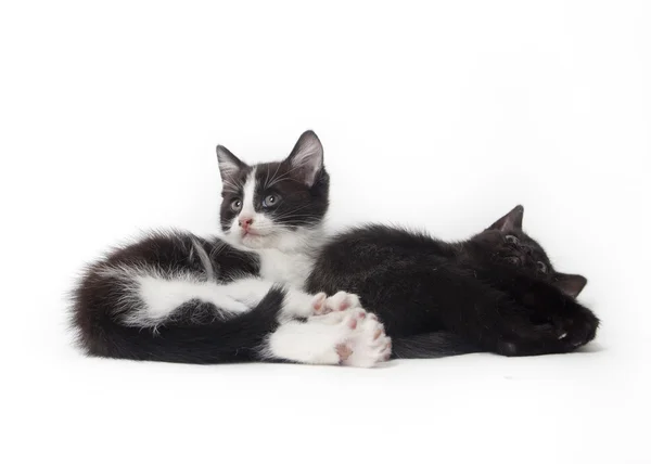 Kitten — Stock Photo, Image