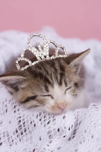 Kitten — Stock Photo, Image