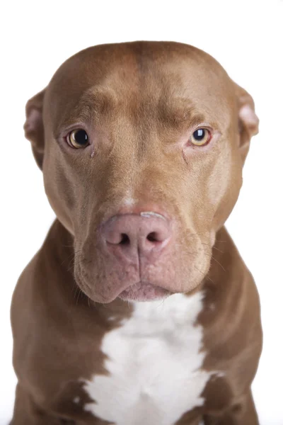 Pitbull — Stock Photo, Image