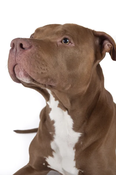 Pitbull — Stockfoto