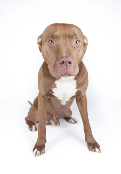 Pitbull — Stockfoto